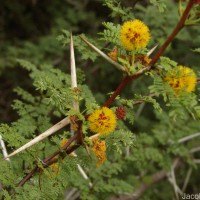 Vachellia eburnea (L.f.) P.J.H.Hurter & Mabb.